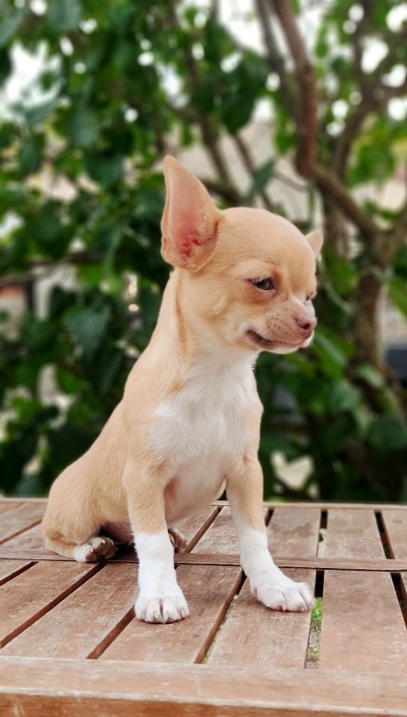 De La Volpe Nera - Chiot disponible  - Chihuahua