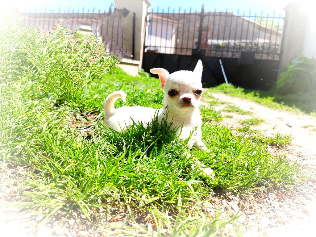 De La Volpe Nera - Chiot disponible  - Chihuahua