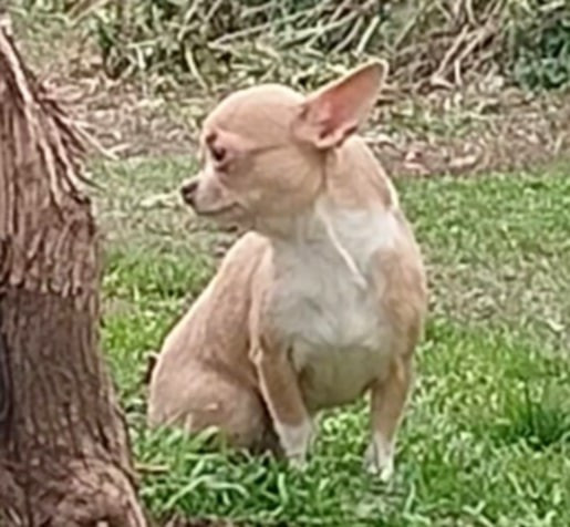 Toundra De La Volpe Nera