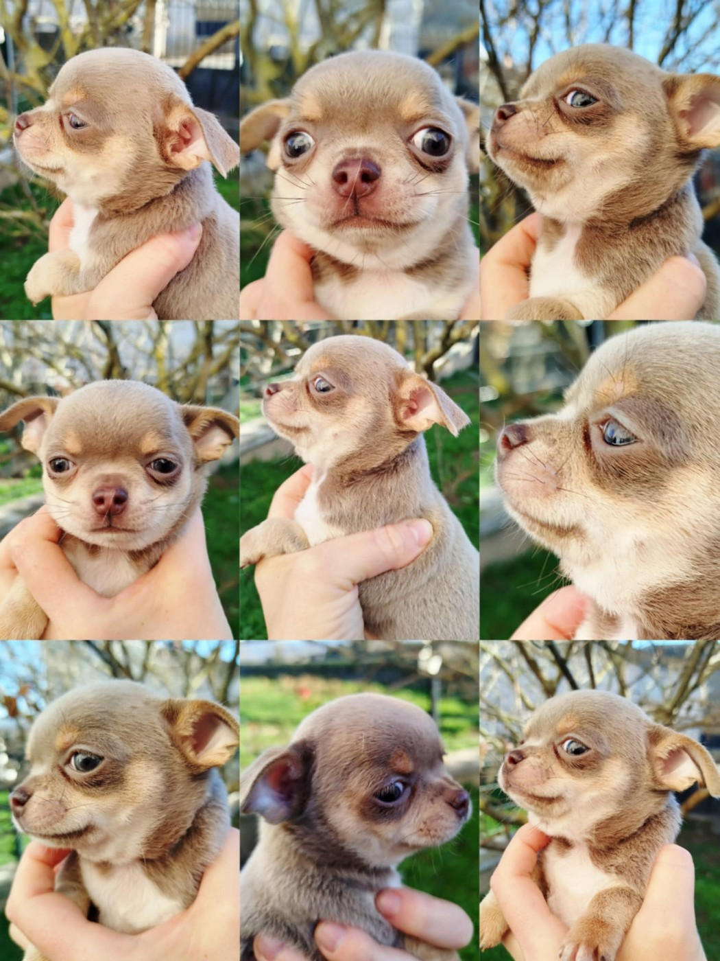 De La Volpe Nera - Chiots disponibles - Chihuahua
