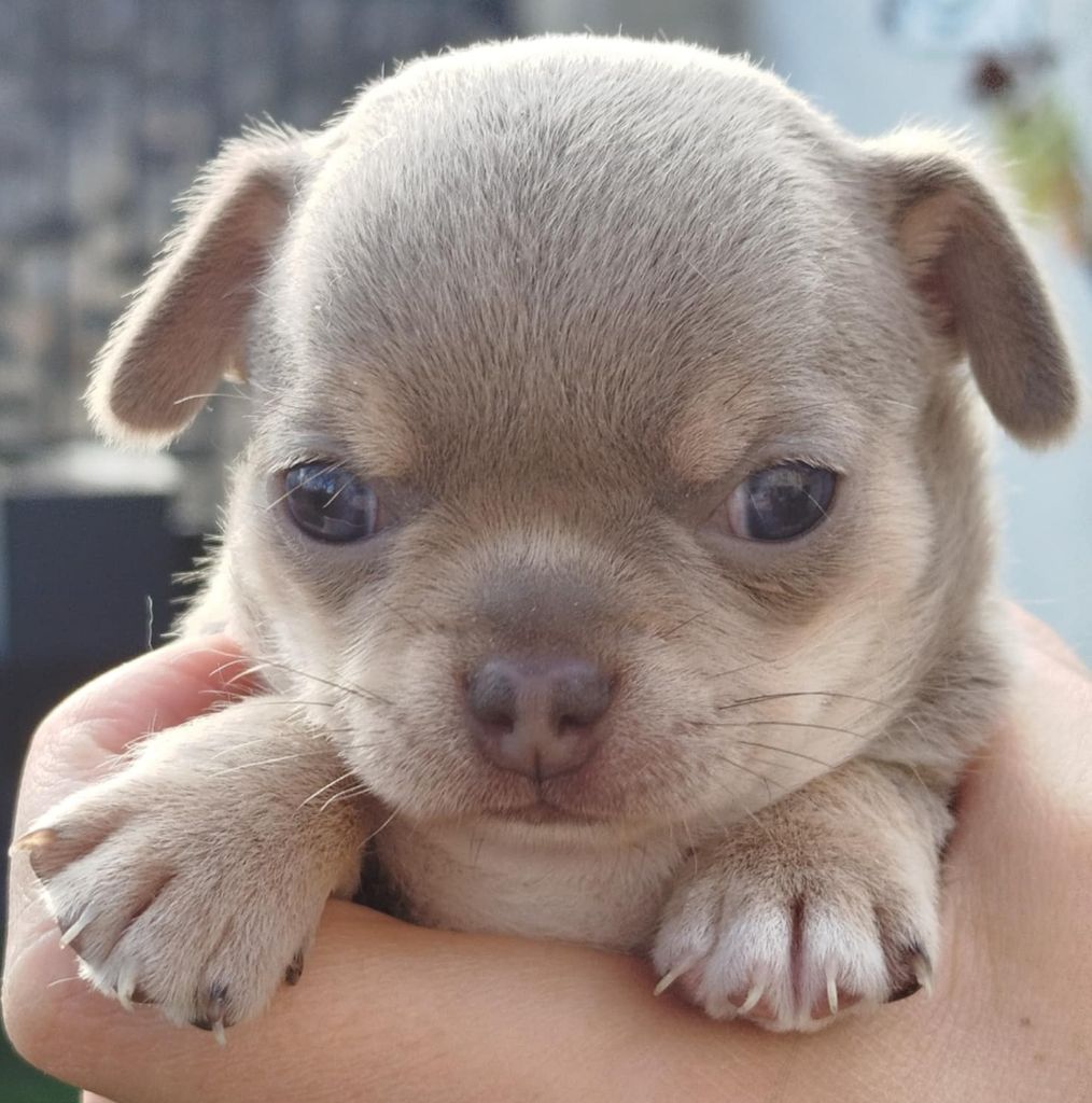 De La Volpe Nera - Chiots disponibles - Chihuahua