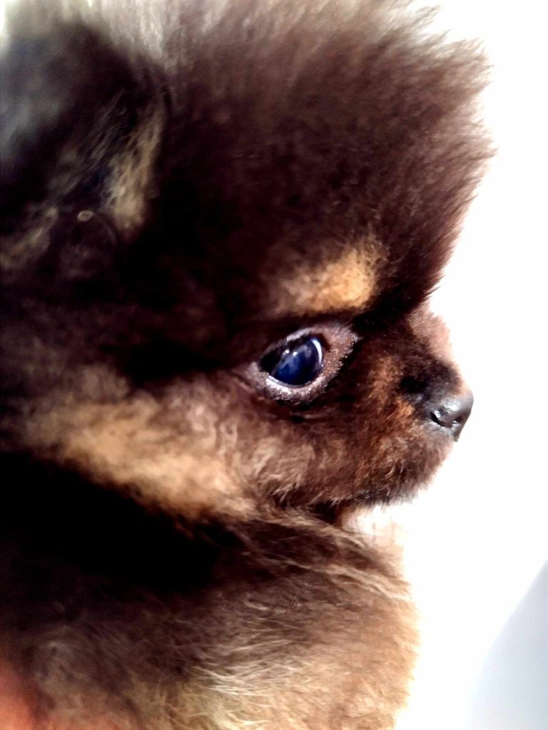 De La Volpe Nera - Spitz allemand - Portée née le 14/11/2023