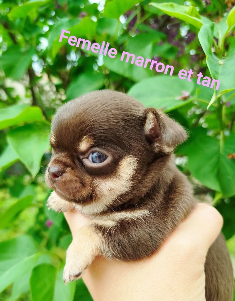 De La Volpe Nera - Chiots disponibles - Chihuahua