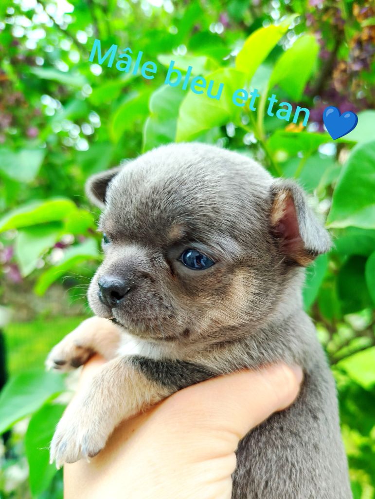 De La Volpe Nera - Chiots disponibles - Chihuahua