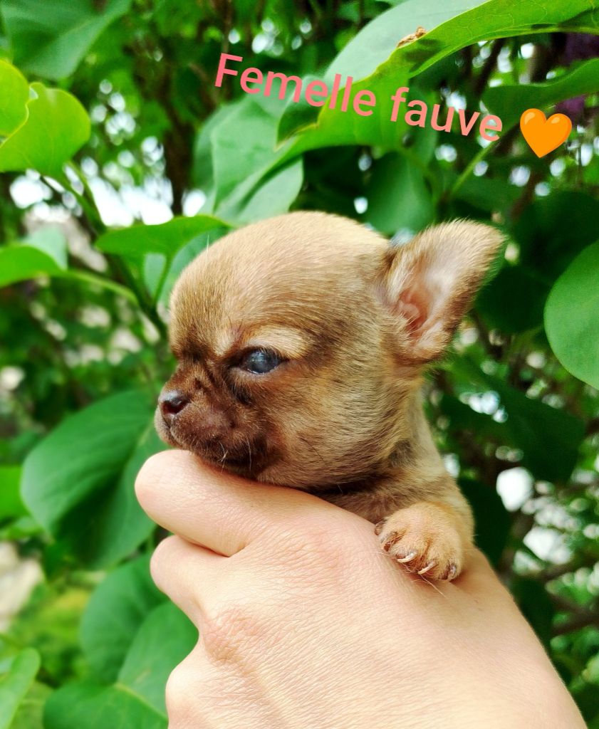 De La Volpe Nera - Chiots disponibles - Chihuahua