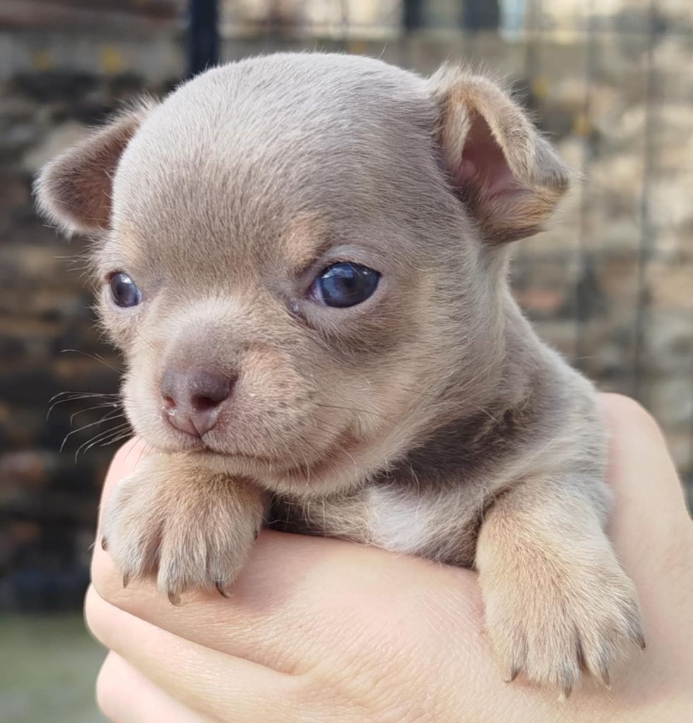 De La Volpe Nera - Chiots disponibles - Chihuahua